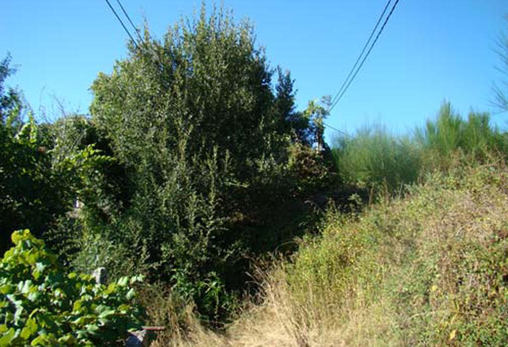 Muíño do Currucho - Catoira - San Pedro de Dimo