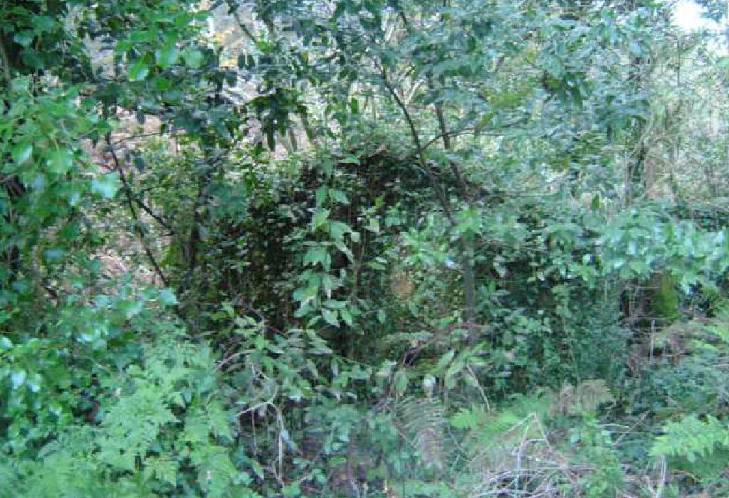 Muíño Nº 4 de Bustelo - Dodro - San Xoán de Laíño