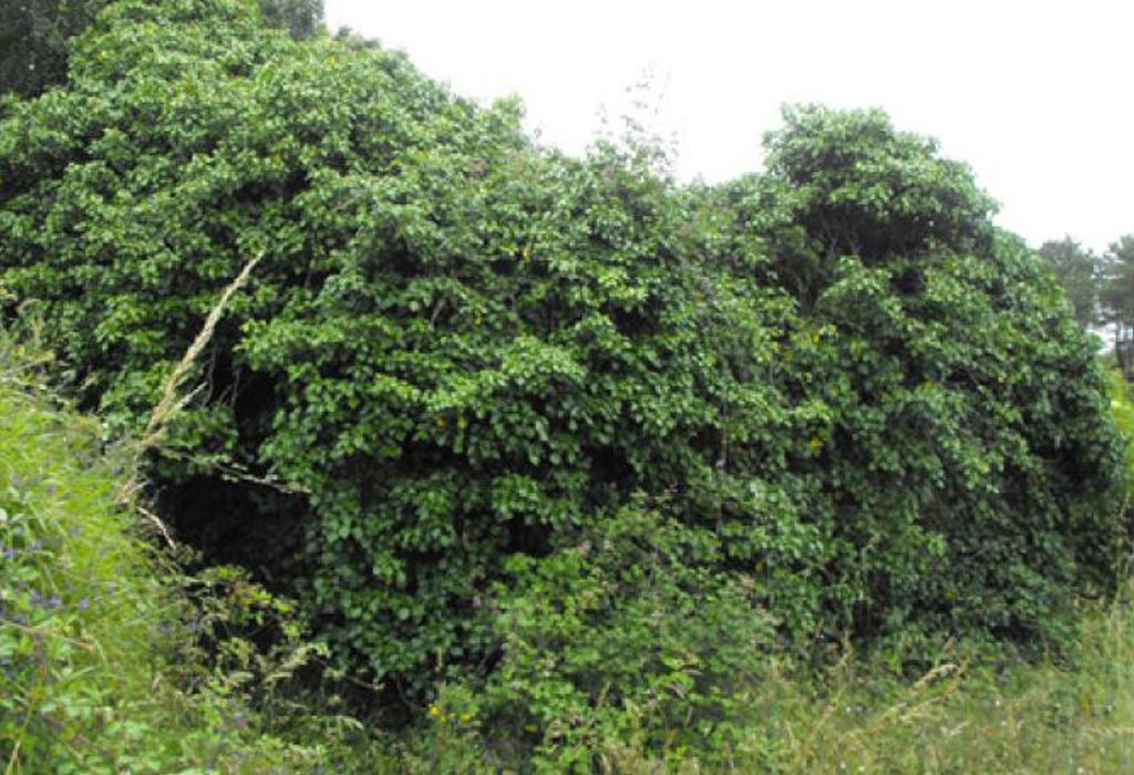 Muíño de Calvo (Trabazo) - Rianxo - Santa Baia do Araño