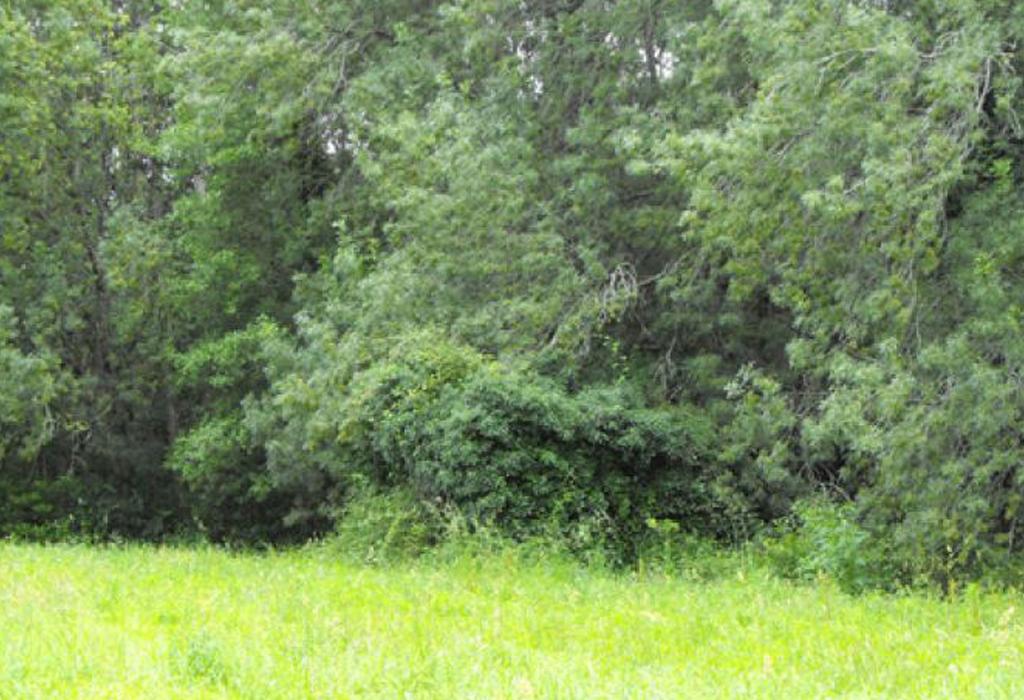 Muíño das Pedras - Rianxo - Santa Baia do Araño