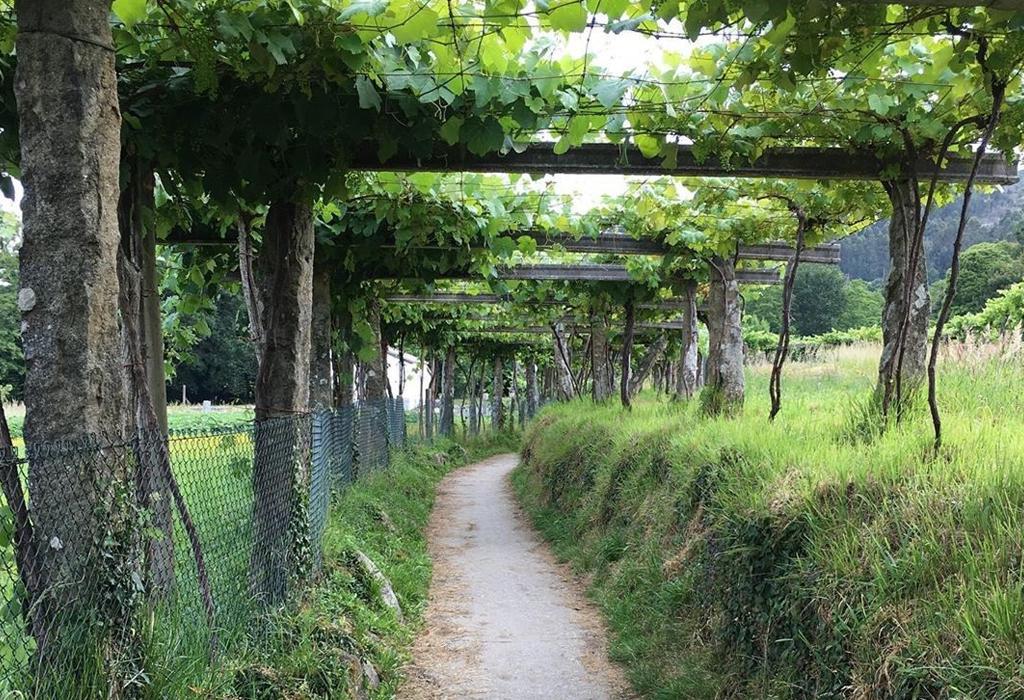 Camiño Portugués - Padrón
