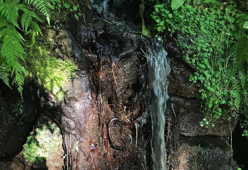 Fonte do Camiño Portugués - Valga - San Miguel de Valga