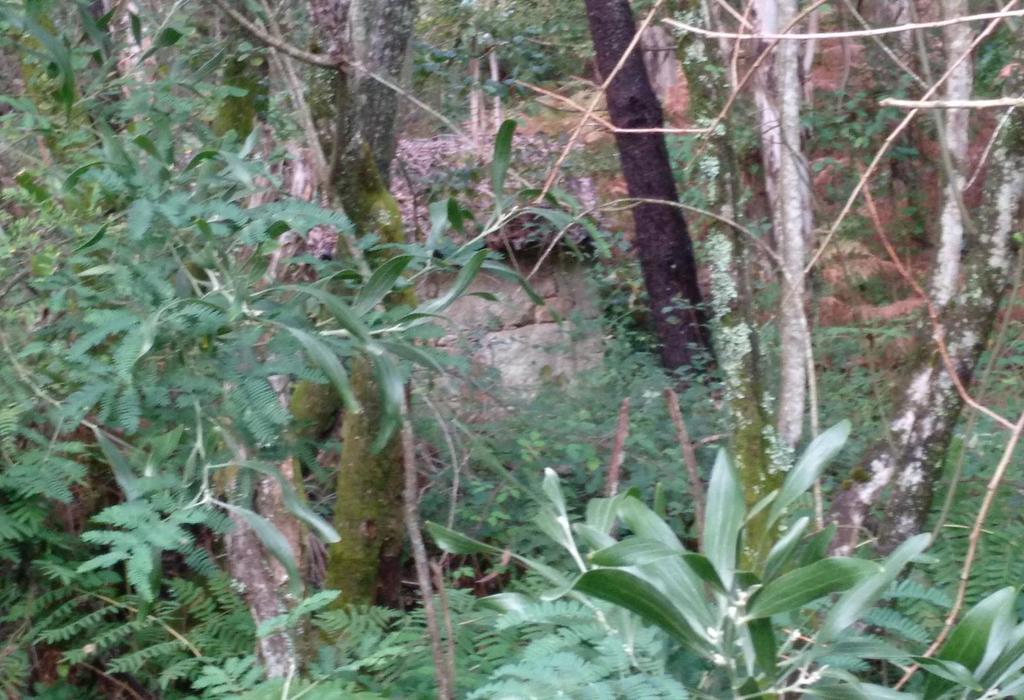 Muíño de Teaio - Dodro - San Xoán de Laíño