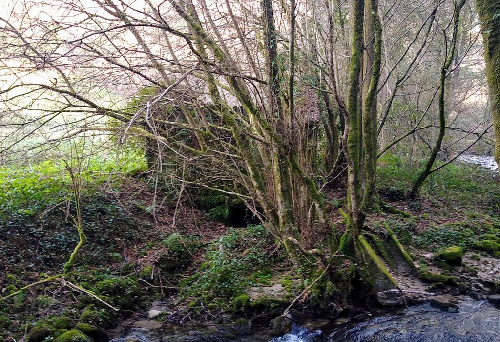 Muíño do Paluso - Valga - San Miguel de Valga