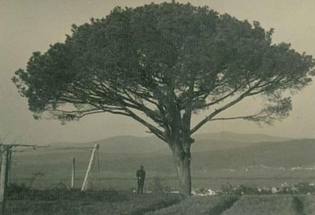 Panorámica do Piñeiro Manso - Pontecesures - San Xulián de Requeixo