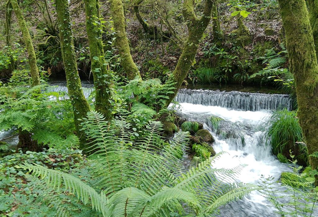 Río da Arregañada - Dodro - San Xoán de Laíño
